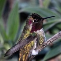 Veilchenkopfelfe (Calypte costae)